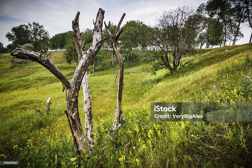 Árbol seco en la ladera de una - Foto de stock de Amarillo - Color libre de derechos