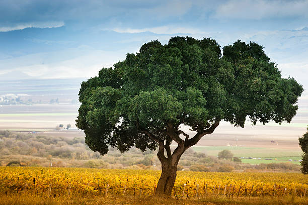 лоун дерево в кармеле долина - napa valley sonoma county vineyard autumn стоковые фото и изображения