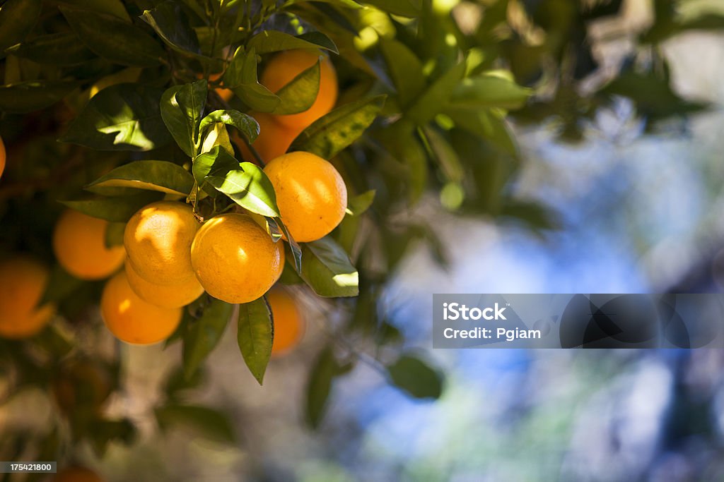 Reife Orangen citrus grove - Lizenzfrei Orange - Frucht Stock-Foto