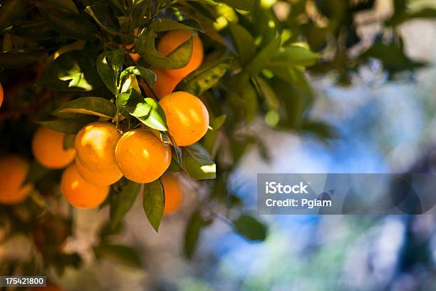 Reife Orangen Citrus Grove Stockfoto und mehr Bilder von Orange - Frucht - Orange - Frucht, Orange - Farbe, Pflücken