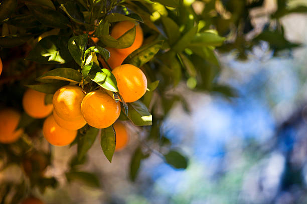Ripe orange citrus grove
