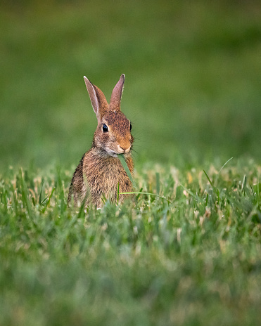 Animals - Rabbit, Sleeter Lake Loudoun County Virginia Wildlife