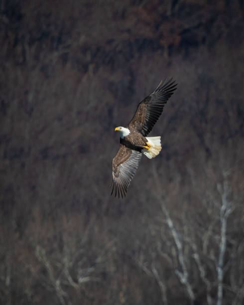 istock Birds - Bald Eagle, Conowingo Dam, Maryland 1754218072