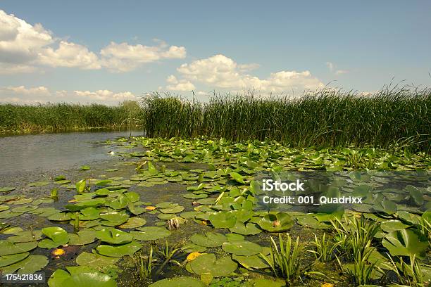 Сладкий Donaudelta — стоковые фотографии и другие картинки Река Дунай - Река Дунай, Без людей, Вода