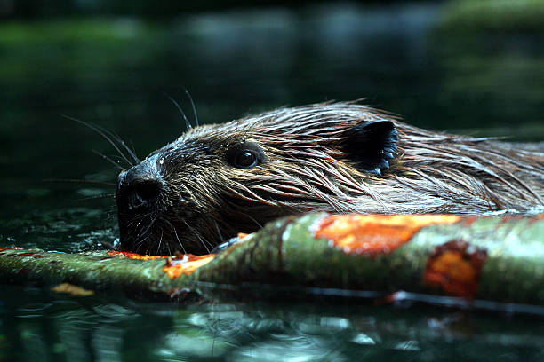 Busy Beaver stock photo