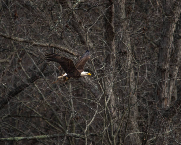 istock Birds - Bald Eagle, Round Hill,  Sleeter Lake Loudoun County Virginia 1754218646