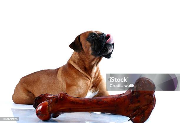 Big Bone Meal Stock Photo - Download Image Now - Animal, Animal Bone, Anticipation - iStock Big Bone Meal Stock Photo - Download Image Now - Animal, Animal Bone, Anticipation - iStock