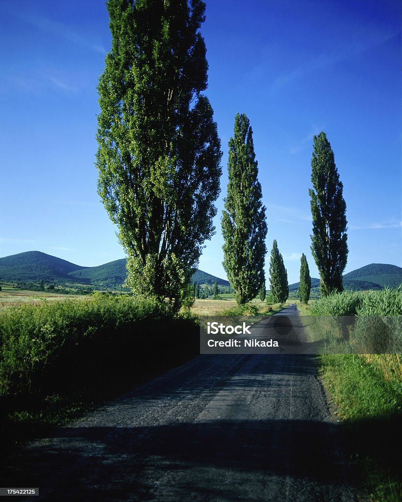 road l'été - Photo de Agriculture libre de droits