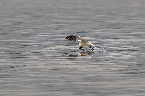 Birds - Sea Gull, Fort Washington, Potomac River, Maryland