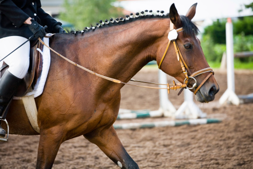 Horse in the paddock, Outdoors. Horse portrait