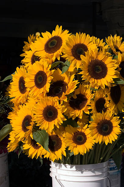 istock Sunflowers at the market 175422215