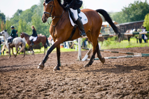 Side view of horse standing on grassy field