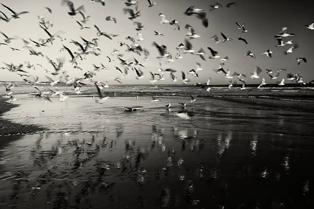 istock Flock of Seagulls 175422341