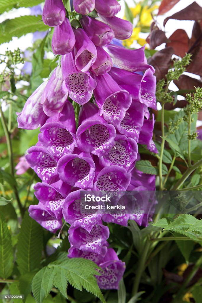 Bouquet von Wildblumen - Lizenzfrei Blume Stock-Foto