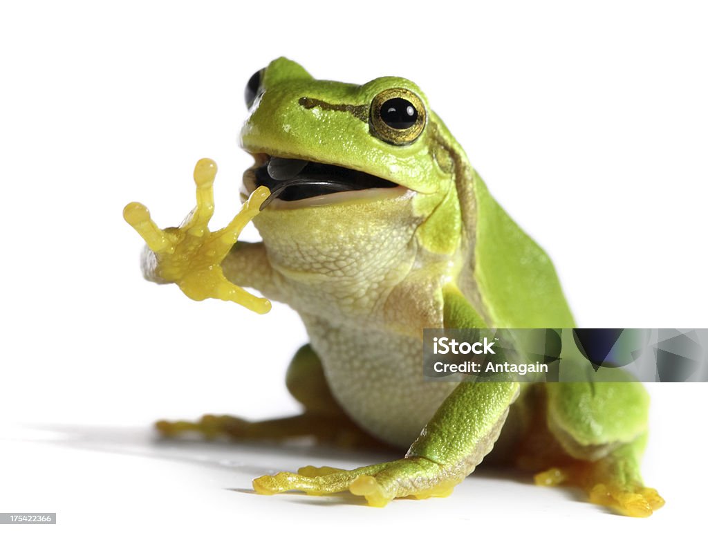 frog eating a fly Frog Stock Photo
