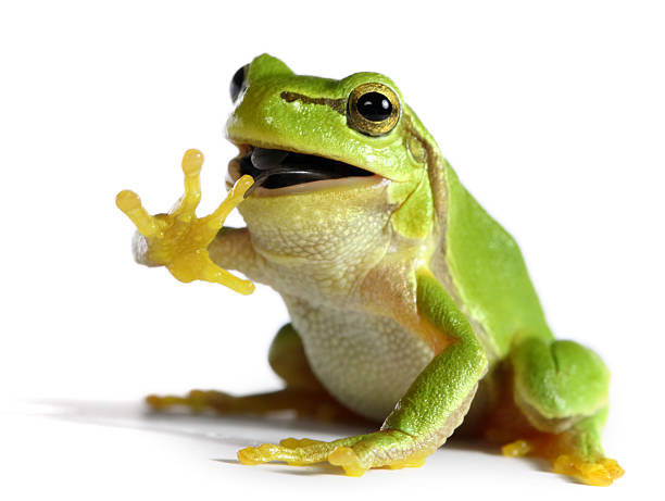 frog eating a fly stock photo