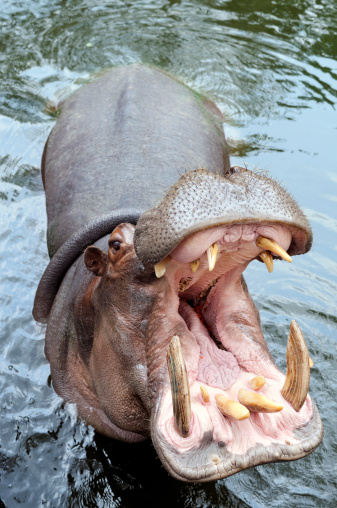 Mouth of Hippopotamus