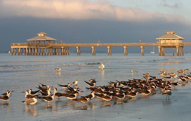 Fort Myers beach Black skimmers on beach in Fort myers florida paula jean myers stock pictures, royalty-free photos & images