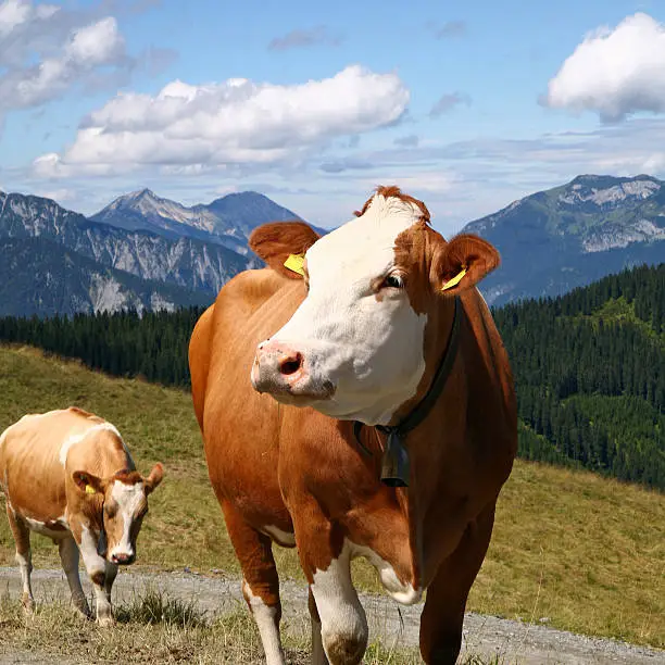 Two reddish cows with bells and yellow eartags walking around in the mountains