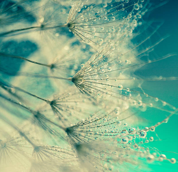 seme di dente di leone con gocce d'acqua - dandelion water dandelion seed dew foto e immagini stock