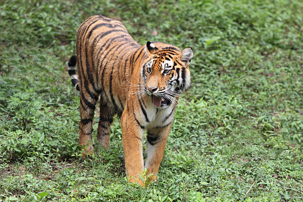 spokojni tiger - tiger zoo animal awe zdjęcia i obrazy z banku zdjęć