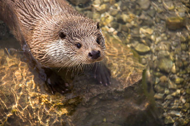 istock European river otter close up 175423027