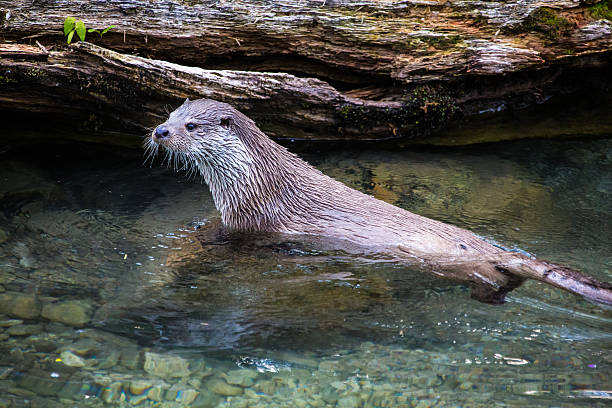istock European river otter swimming in a creek 175423248