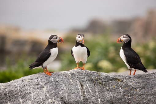 Three Atlantic puffins (Fratercula arctica) standing on a rock facing each other during the summer.