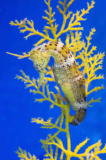 longsnout seahorse, Hippocampus reidi Longsnout or slender seahorse, Hippocampus reidi, in aquarium. longsnout seahorse hippocampus reidi stock pictures, royalty-free photos & images
