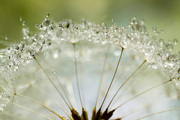 istock Dandelion and Dew - Summer Morning Green Nature Macro 175423408