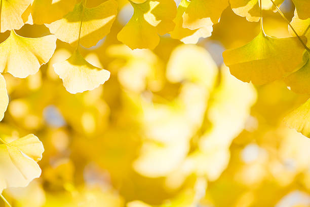 istock Autumn Ginkgo Leaves 175423517