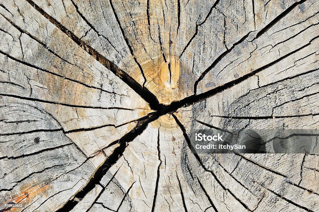 Texture in legno - Foto stock royalty-free di Albero