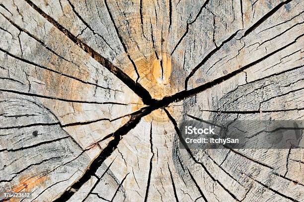 Texture In Legno - Fotografie stock e altre immagini di Albero - Albero, Ambientazione esterna, Anello di albero