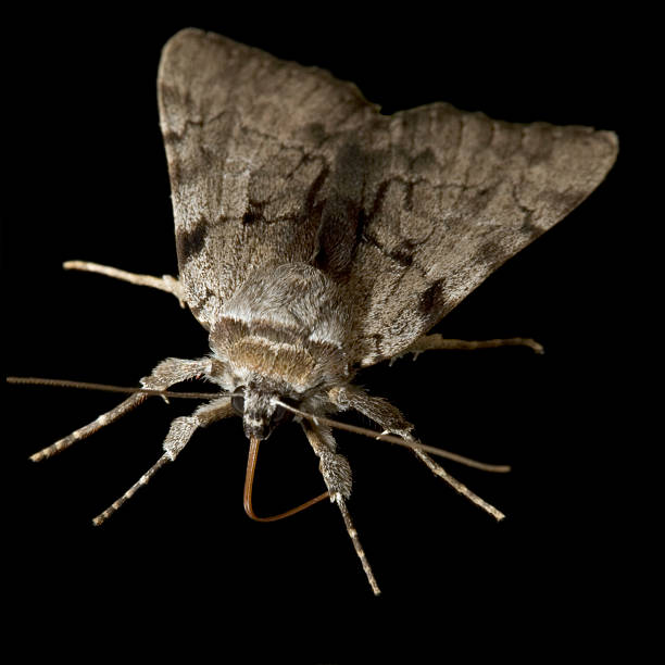 mariposa nocturna difusa - moth black flying animal tongue fotografías e imágenes de stock