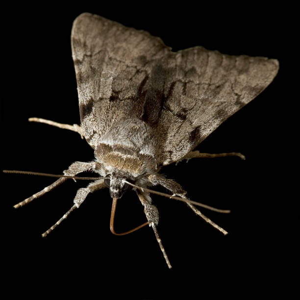 пушистый моль - moth black flying animal tongue стоковые фото и изображения