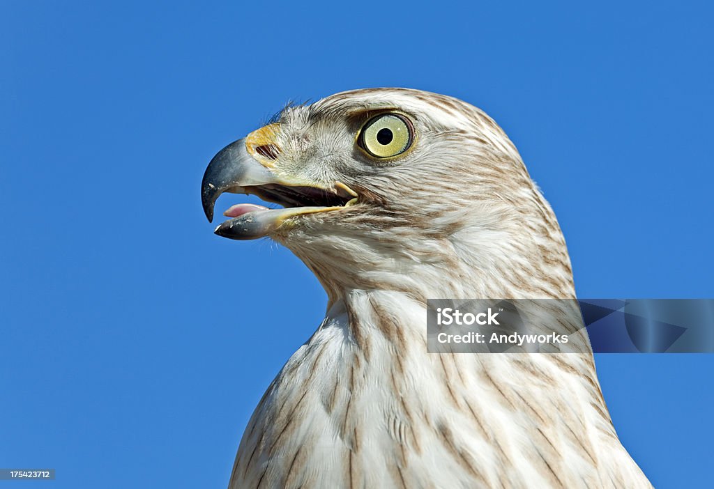 Calling Sibirischer Hawk (Accipiter gentilis albidus) - Lizenzfrei Blau Stock-Foto