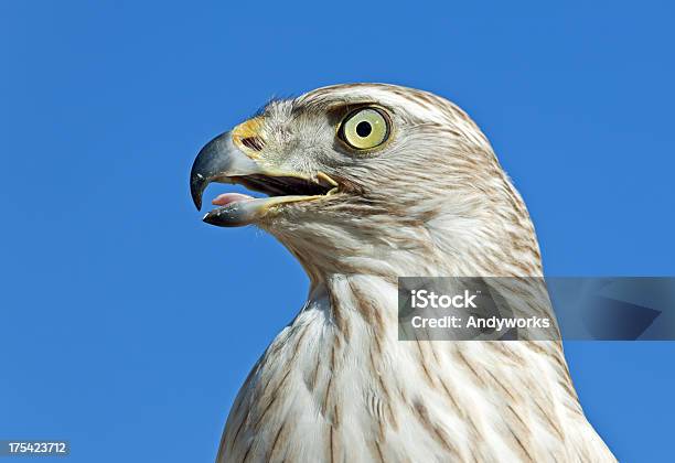 Calling Sibirischer Hawk Stockfoto und mehr Bilder von Blau