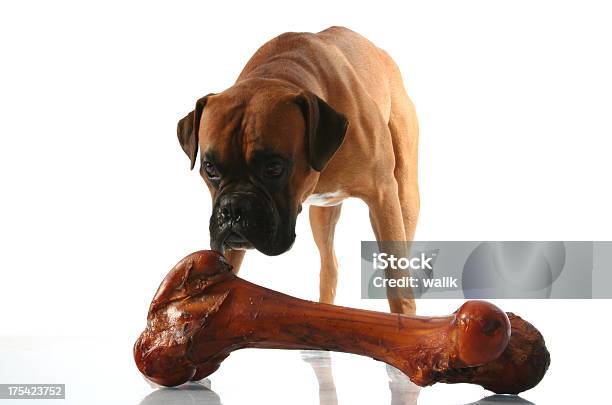 Boxer Dog About To Have One Big Bone For Dinner Stock Photo - Download Image Now - Dog, Anticipation, Dog Bone