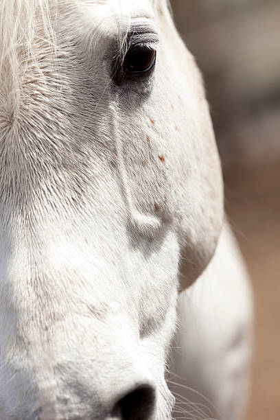 istock eye of white arabian horse 175423770