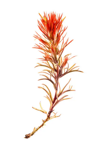Beautiful Indian paintbrush isolated on white background.Please see my back lit flower images in the below light box more options: