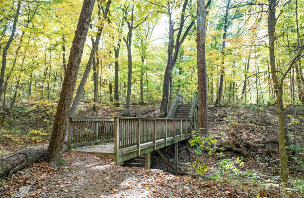 istock Long Wooden Footbridge in Autumn Forest 1754238723