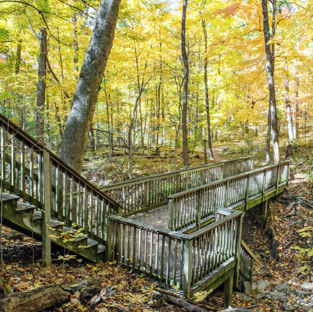 istock Autumn Forest with Wooden Bridge and Dappled Sunlight 1754238725