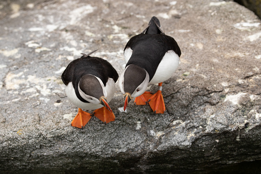 Two Atlantic puffins (Fratercula arctica) standing side by side, close together as if telling secrets.