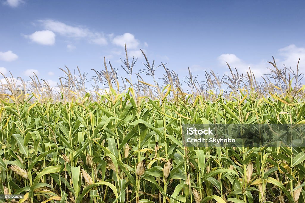 Reife Corn - Lizenzfrei Agrarbetrieb Stock-Foto