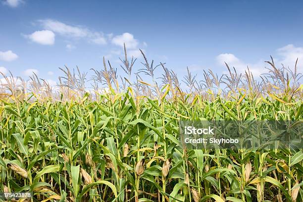 Reife Corn Stockfoto und mehr Bilder von Agrarbetrieb - Agrarbetrieb, Feld, Fotografie