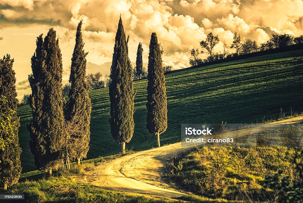 Bordé D'arbres pays Widing Road à Val D'Orcia - Photo de Arbre libre de droits