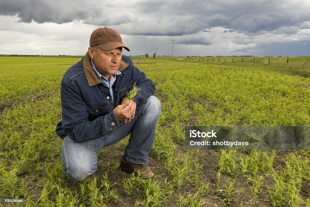 Photo Crop Inspection Crop Inspection Stock Photo - Download Image Now - Farmer, Kneeling ...