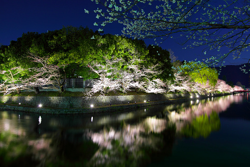 Kyoto river with sakura and moon at night