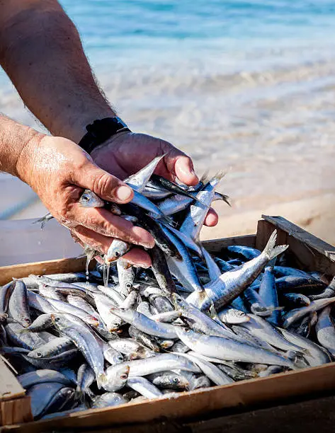 Close-up of a fisherman at the beach preparing sardines for sale