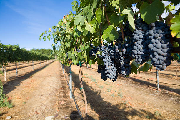 istock Red Wine Grapes in a Vineyard 175424546